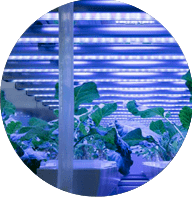 垂直农场照明测量